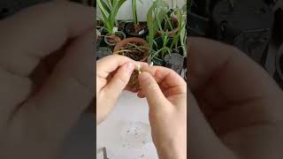 How amazing to grow orchids propagate plant fast and easy 4509 [upl. by Ihab]