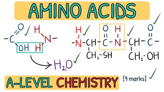 Amino Acids and Proteins  Exam Question Walkthrough｜AQA A Level Chemistry [upl. by Otrebile]