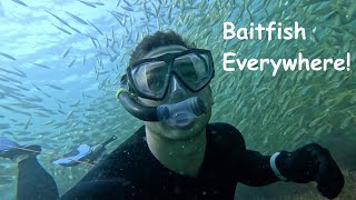 Baitfish at Kirra Reef [upl. by Eolanda864]