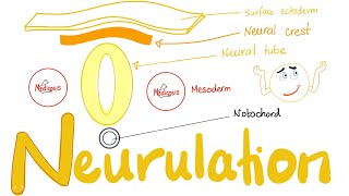 Embryology of Nervous System  Neurulation  Neural Tube amp Neural Crest [upl. by Elleimac]