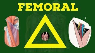 Femoral Triangle Anatomy  Femoral Hernia  Lower Limb  Anatomy Decoded [upl. by Naahsar914]