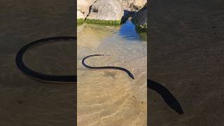 Deadly Yellowbellied sea snake [upl. by Purity886]