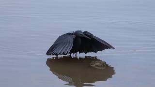 Black Heron fishing in Lake Ziway  Ethiopia [upl. by Nicram]