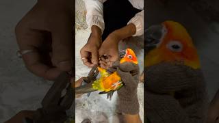 Sun Conure Birds ko ring 💍 phena deya ag 🦜 mini vlogs with birds shortsfeed birds sunconure [upl. by Irpak191]