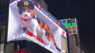 3D calico cat billboard in Shinjuku [upl. by Schram]