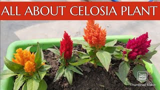 CelosiaCoxcomb Plant  Soil Care Fertilizer amp Propagation  How to Grow and Care Celosia Plant [upl. by Drawdesemaj538]