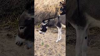 Donkey Lovers New short video [upl. by Wemolohtrab]