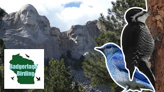 Birding South Dakotas National Monuments Crazy Horse and Mount Rushmore [upl. by Brig598]