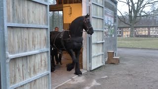 Frison aux longues rênes au Haras du Pin [upl. by Sell]