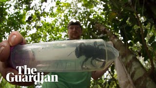 Worlds largest bee rediscovered in Indonesia [upl. by Crescentia]