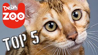 Die 5 teuersten Katzen der Welt mit TopZehn [upl. by Vyner]