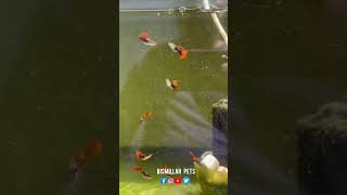 Guppy Fish  trending viral aquarium shorts [upl. by Adnolor]