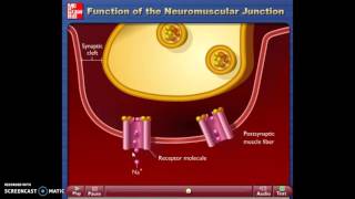 synapse neuromusculaire [upl. by Obellia]