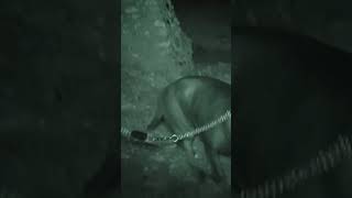 DOG ON GHOST HUNT IN MEDIEVAL CASTLE GETS FREAKED OUT haunting parnormal haunted [upl. by Beaner]