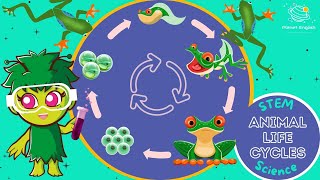 Life Cycles  KS1 Science  STEM and Beyond [upl. by Aninay800]