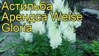 Астильба арендса Вейс Глория Краткий обзор описание характеристик astilbe x arendsii Weise Gloria [upl. by Ecirtram]