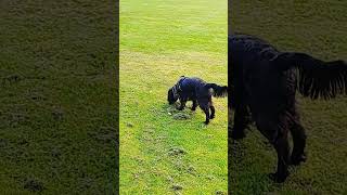 Pottering at the Park dog happytail englishvillage calm [upl. by Isabel]