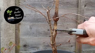 CUTTING BACK the AIR LAYERS and CREATING a Paperbark Maple Acer Griseum Bonsai  in ASMR Style 🤫 [upl. by Ahserak]