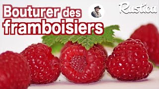 Comment bouturer des framboisiers [upl. by Cyrillus]