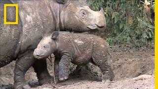 Sumatran Rhinos Are Nearly Gone—New Plan Launched to Save Them  National Geographic [upl. by Ihsar442]