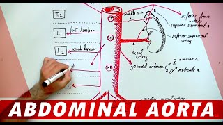 Anatomy  Abdominal Aorta Branches [upl. by Sutphin873]