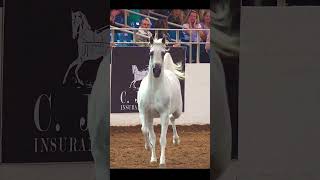 White Arabian Stallion Runs Free at Scottsdale Arabian Horse Show Liberty Run Championship [upl. by Resor]