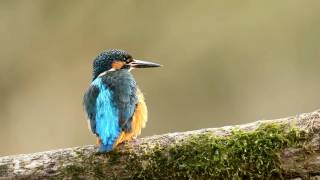 Canon 1D Mark IV  EF 500mm f4L IS USM Grooming Kingfisher HD [upl. by Bilek]