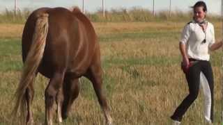 Natural Horsemanship ist mehr als reiten es ist eine Freundschaft zwischen Pferd und Mensch [upl. by Helyn]