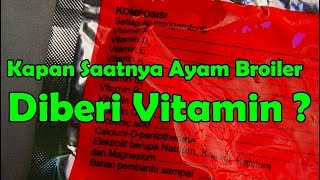 Kapan Saatnya Ayam Broiler Diberi Vitamin [upl. by Courcy]