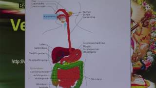 Verdauungsorgane [upl. by Enileda782]
