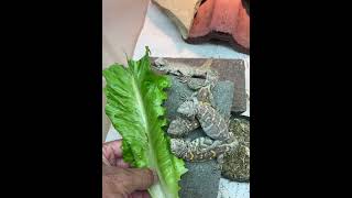 Feeding 11 week old Ornate Uromastyx [upl. by Amikahs]