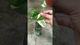 cloud farm money plant cutting propagation in water🍾🌿 [upl. by Malda]