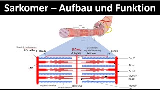 Sarkomer  Aufbau und Funktion  Aktinfilament  Myosinfilament Biologie  Sport Oberstufe 26 [upl. by Nwahsar]