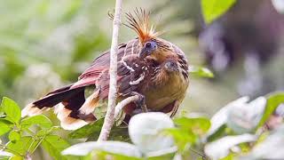 Facts About Hoatzin Bird [upl. by Evita510]