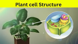 Plant Cell Structure  plant cell की संरचना [upl. by Hodgkinson329]