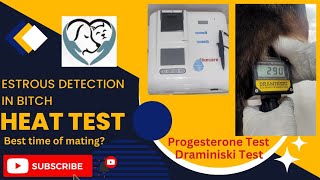 Progesterone Test In Dogs  Estrous Detection  Heat Test In Bitch  Pioneer Pets Hospital [upl. by Annawit]