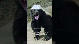 The Honey Badger  Natures Most Badass Animal shorts animals [upl. by Comethuauc771]