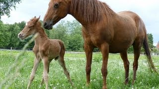 Newborn foal [upl. by Haneehs110]