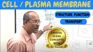 Cell or Plasma Membrane  Structure  Function amp Transport🧬 [upl. by Mehitable]