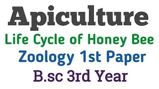 Apiculture Bsc 3rd year Zoology 1st Paper Bee KeepingLife Cycle of Honey BeeApiculture Umesh Bio [upl. by Vashtee]