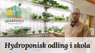 Hydroponisk odling på skola  Grobruket [upl. by Orella]