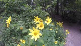 Quechee Gorge State Park VT [upl. by Dulci]