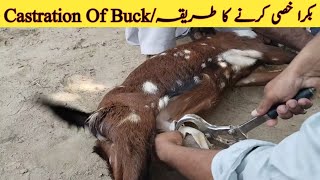 Castration Of BuckBuck CastrationBakra Khasi Karne Ka TareeqaDr Hafiz Nadeem Ur Rehman [upl. by Odlamur]