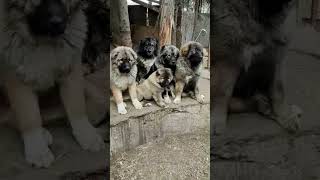 Caucasian Shepherd Puppies You Will Want to Own One shorts caucasianshepherd [upl. by Saitam]