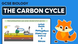 The Carbon Cycle  GCSE Biology [upl. by Annaicul]