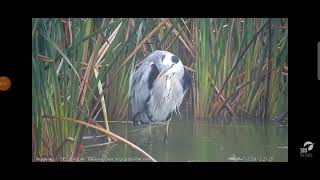 Garza real Webcam laguna Riet Vell seobirdlife [upl. by Utter]