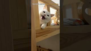 The Cats Adorable Chaos Compilation [upl. by Htor]