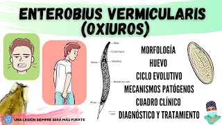 Enterobius vermicularis OXIUROS  Morfología Ciclo de vida Clínica Diagnóstico Tratamiento [upl. by Thorpe537]