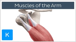 Arm Muscle Anatomy and Function Explained  Human Anatomy  Kenhub [upl. by Musihc]