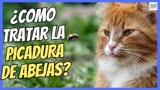 🔴 ¿CÓMO TRATAR LA PICADURA DE ABEJA EN GATOS 🔴 [upl. by Fiedler]